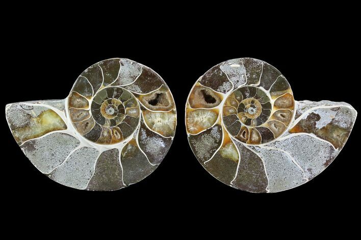 Cut & Polished Ammonite (Anapuzosia?) Pair - Madagascar #88023